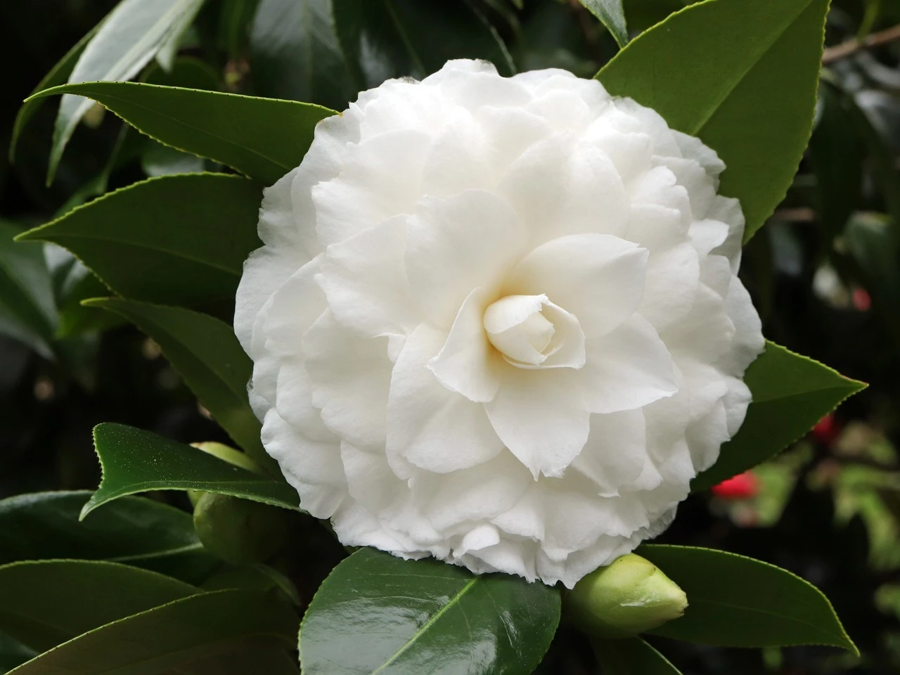 C. japonica 'Matterhorn'